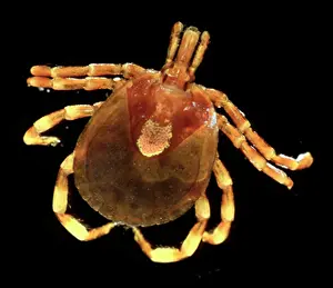 Bodied: Amblyomma hebraeum, African cattle tick