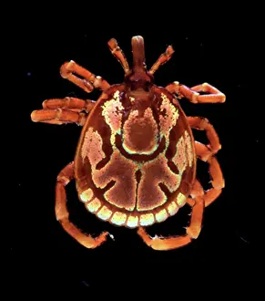 Bodied: Amblyomma hebraeum, African cattle tick