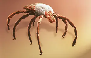 Bodied: Amblyomma sp. hard backed tick
