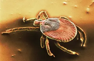 Bodied: Amblyomma sp. hard backed tick