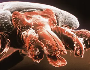 Bodied: Amblyomma sp. hard backed tick
