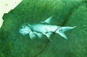 Infra Red: Amblypterus, palaeoniscid fish