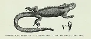 Galapagos: Amblyrynchus cristatus