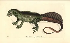 Naturalists: Amboina sail-finned lizard, Hydrosaurus amboinensis