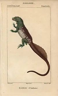 Amboina: Amboina sailfin lizard, Hydrosaurus amboinensis