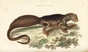 Amboina: Amboina sailfin lizard, Hydrosaurus amboinensis