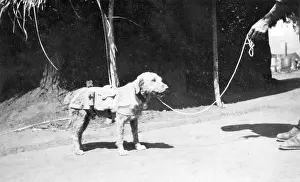 Ambulance: Ambulance dog at Maktau Camp, Kenya, WW1