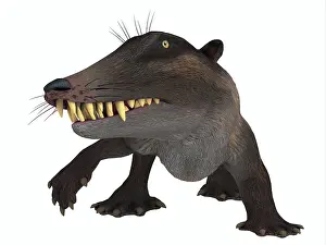 Eocene: Ambulocetus mammal, front view