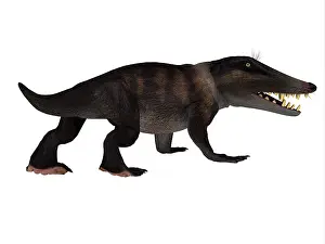 Eocene: Ambulocetus mammal walking, white background