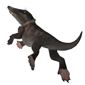 Eocene: Ambulocetus mammal, white background