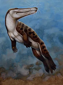 Otter: Ambulocetus natans, an early cetacean that lived in the ?