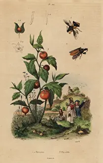 Fries: Ambush bug and Chinese lantern plant