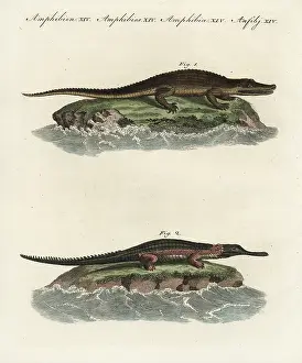 Gharial: American alligator and gavial