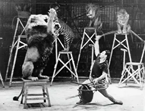 Beaty: The American animal trainer Clyde