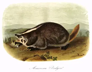 Badger: American Badger