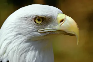 Swooping: American Bald Eagle