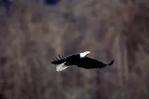 Lofty: American Bald Eagle in Flight