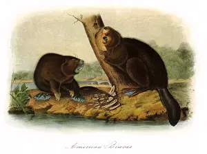 Castor: American Beavers