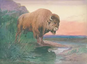 Rankin: American Bison