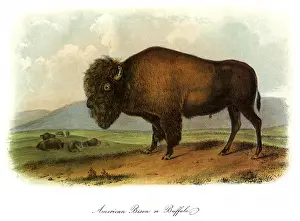Atop: American Bison