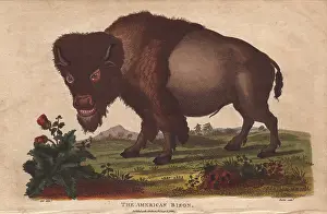 Sibly: American bison, Bison americanus