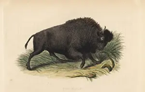 Ruminantia: American bison, Bison bison