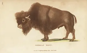 G. Kearsley: American bison, Bison bison