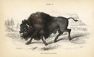 Americanus: American bison or buffalo, Bison bison