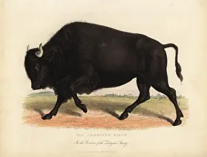 Smellie: American bison or buffalo, Bison bison