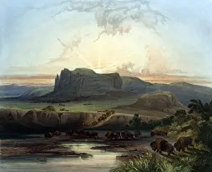 Bodmer: American Bison Herd, 1830s