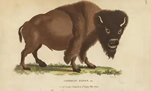 G. Kearsley: American bison var. Bison bison