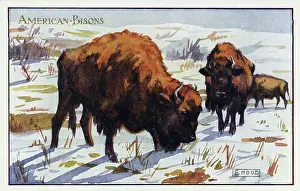 Bisons: American bisons