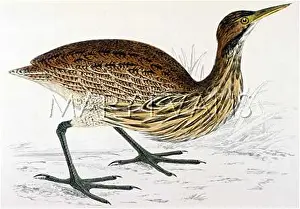 Bittern: AMERICAN BITTERN