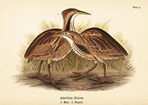 Loon: American bittern, Botaurus lentiginosus