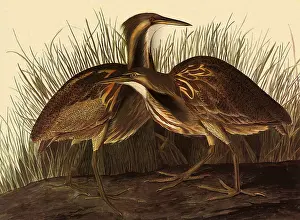 Storks: American Bittern, Botaurus lentiginosus