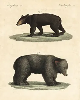 Griseus: American black bear and brown bear