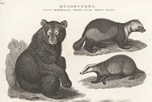Orme And Brown: American black bear, glutton and badger