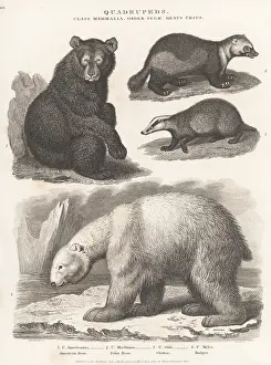 Orme And Brown: American black bear, polar bear, glutton and badger