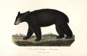 Americanus: American black bear, Ursus americanus