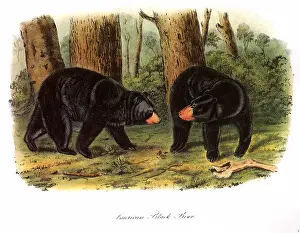 Ursa: American Black Bears