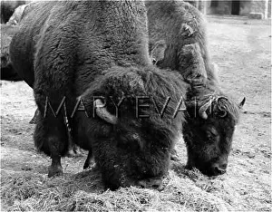 Buffaloes: AMERICAN BUFFALO