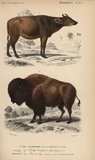 Dorbigny: American buffalo or bison, Bison bison, and