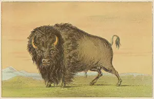 Shaggy: American buffalo or bison, by George Catlin