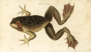 Rana: American bullfrog, Lithobates catesbeianus
