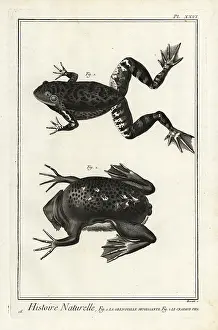 Encyclopedie: American bullfrog and Suriname toad