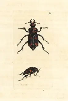 Gravedigger: American burying beetle, Nicrophorus americanus