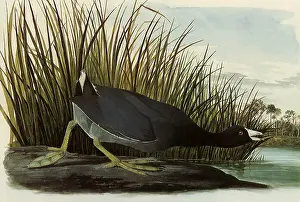 Crouches: American Coot