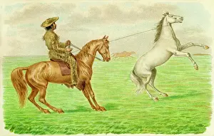 Lassoing: American cowboy