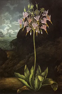 Cowslip: The American Cowslip