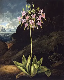 Dodecatheon: The American Cowslip (Dodecatheon)